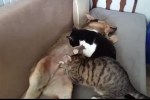 Bursa'da anne k&ouml;pek kedileri emziriyor