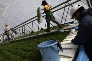 Yabancı iş&ccedil;ileri &uuml;lkeye &ccedil;ağıran Japonya ilk &ccedil;alışma izinlerini verdi
