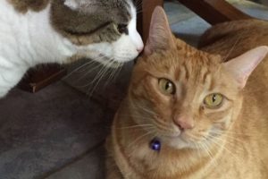 Kedi i&ccedil;in 'kozmik cenaze t&ouml;reni' d&uuml;zenlenecek