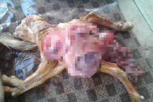 Oğlak, kalbi ve i&ccedil; organları dışarıda olarak d&uuml;nyaya geldi