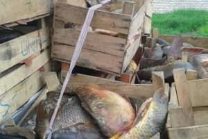 Elazığ'da 900 kilo ka&ccedil;ak balık ele ge&ccedil;irildi