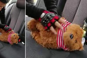 Oyuncak ayıdan &ccedil;ıkan şaşkınlık yarattı