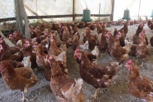 Bursa'da tavuklar M&uuml;sl&uuml;m Babayla kavgayı bıraktı, yumurtlamaya başladı