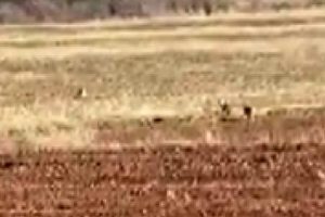 Sivas'ta 3 vaşak bir arada g&ouml;r&uuml;nt&uuml;lendi