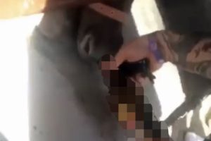 Rezalet! Midilli cinsi atlara alkol i&ccedil;irdiler