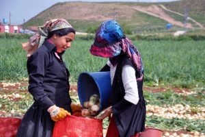 Kuru soğan tarlada kilosu 1,5 liradan satılıyor