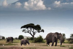 Afrika'nın g&uuml;neyinde fil avlama yasağının kaldırılması g&uuml;ndemde