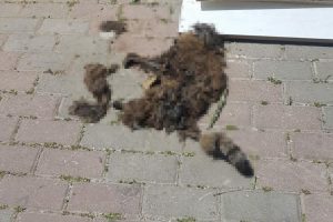 Kedi evini yakan ş&uuml;pheli yakalandı