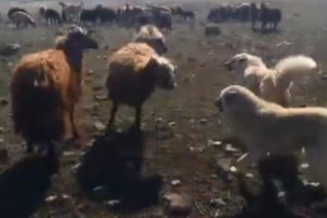 Ko&ccedil;ların kavgasını &ccedil;oban k&ouml;pekleri ayırdı