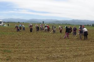 Bursa'da 1 Mayıs g&uuml;n&uuml; kadınlar tarladaydı
