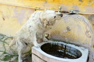 Bursa'da bu k&ouml;pek suyunu tas yerine &ccedil;eşmeden i&ccedil;iyor