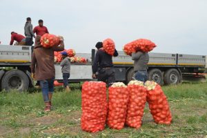 Tarlada 1 lira olan soğan tezgahta 6 lira
