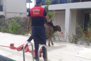 Y&uuml;zme havuzuna giren buzağı g&ouml;renleri hayrete d&uuml;ş&uuml;rd&uuml;