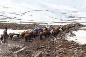G&ouml;&ccedil;erlerin karlı dağlardaki zorlu yayla yolculuğu