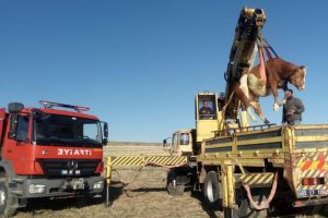 U&ccedil;urumdan d&uuml;şen b&uuml;y&uuml;kbaş hayvan kurtarıldı
