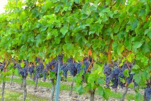 Elazığ "Boğzakere" &uuml;z&uuml;m&uuml; tescillendi