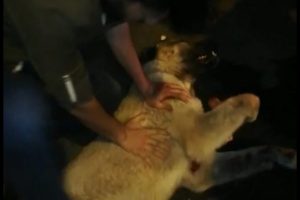 K&ouml;peği hayata d&ouml;nd&uuml;rebilmek i&ccedil;in dakikalarca kalp masajı yaptı