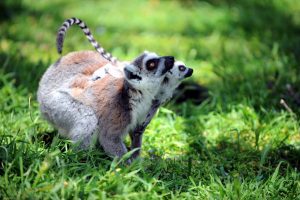 Bursa'da annelerinden ayrılmayan yavru lemurlar ilgi odağı