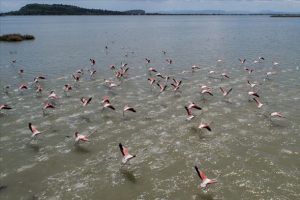 İzmir Kuş Cenneti'nde 20 bin flamingo kulu&ccedil;kaya yattı