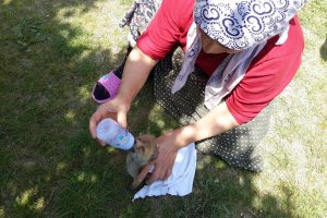Buldukları yavru kurdu biberonla beslediler