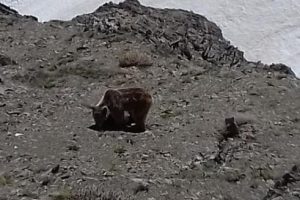 Elazığ'da yiyecek arayan ayı ve yavrusu g&ouml;r&uuml;nt&uuml;lendi