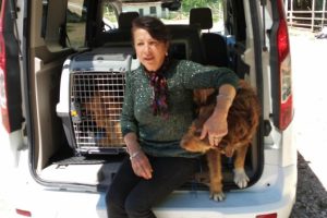 İki g&ouml;z&uuml; de oyulmuş k&ouml;pek bulundu!