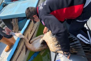 Bursa'da ağlara takılan pelikanı jandarma ekipleri kurtardı