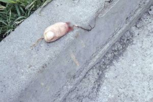 Caddede oyun oynarken kesik parmak buldular