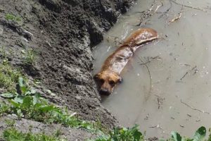 Su dolu &ccedil;ukurdan kurtardığı k&ouml;peği sahiplendi