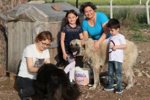 Otomobile bağlanarak s&uuml;r&uuml;klenen k&ouml;pek sağlığına kavuştu