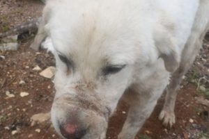 Sokak k&ouml;peğine şiddete 6 bin lira ceza