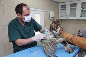 Yaralı halde bulunan kartal tedavi altına alındı