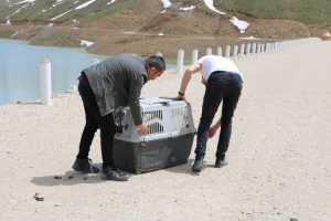 Bitkin halde bulunan tilki, bakımı yapılıp doğaya bırakıldı
