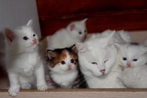 Kahverengi Van kedisi yavrusu g&ouml;renleri şaşırtıyor