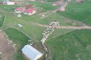 Karadeniz'de yayla g&ouml;&ccedil;&uuml; başladı
