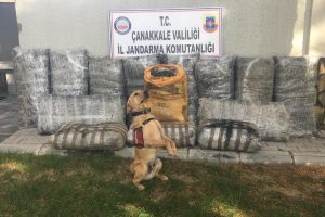 Piyasa değeri 66 milyon TL!