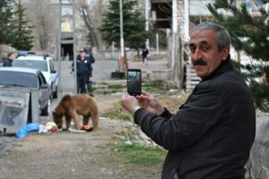 D&uuml;nyanın tek g&ouml;&ccedil; eden ayısı şehir merkezine indi