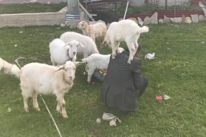 Bursa'da yavru oğlak omuzlardan inmiyor