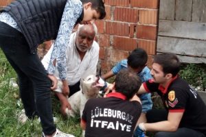 Başı su bidonuna sıkışan k&ouml;peği, itfaiye kurtardı
