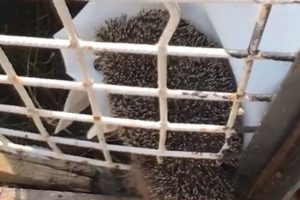 Sağlık&ccedil;ı, evinin bah&ccedil;e demirine sıkışan kirpiyi kurtardı