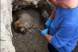 Barınak yakınındaki k&ouml;pek &ouml;l&uuml;leriyle ilgili soruşturma başlatıldı