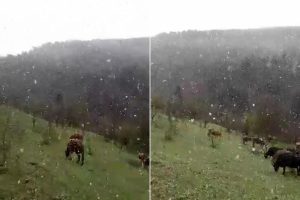 Mayıs ayında lapa lapa kar yağdı