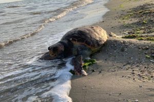 Sahile &ouml;l&uuml; caretta caretta vurdu