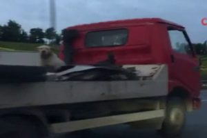K&ouml;peğin d&uuml;şme tehlikesi y&uuml;rekleri ağza getirdi