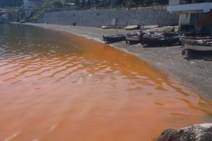 Bursa Mudanya kıyılarında alg patlaması yaşandı