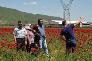 Gelincikler tarlaları kırmızıya boyadı
