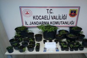 Fidanlıkta 172 k&ouml;k Hint keneviri ele ge&ccedil;irildi