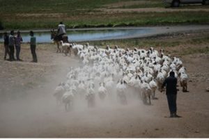 TİGEM'in &ouml;zel s&uuml;r&uuml;leri yaz bakımında