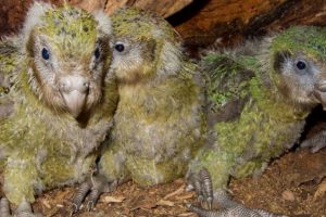 Nesli t&uuml;kenmekte olan yavru kakapo, insanlarda kullanılan y&ouml;ntemle ameliyat edildi