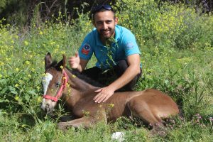 Bursa Uludağ &Uuml;niversitesi'nin ilk yarış tayı d&uuml;nyaya geldi